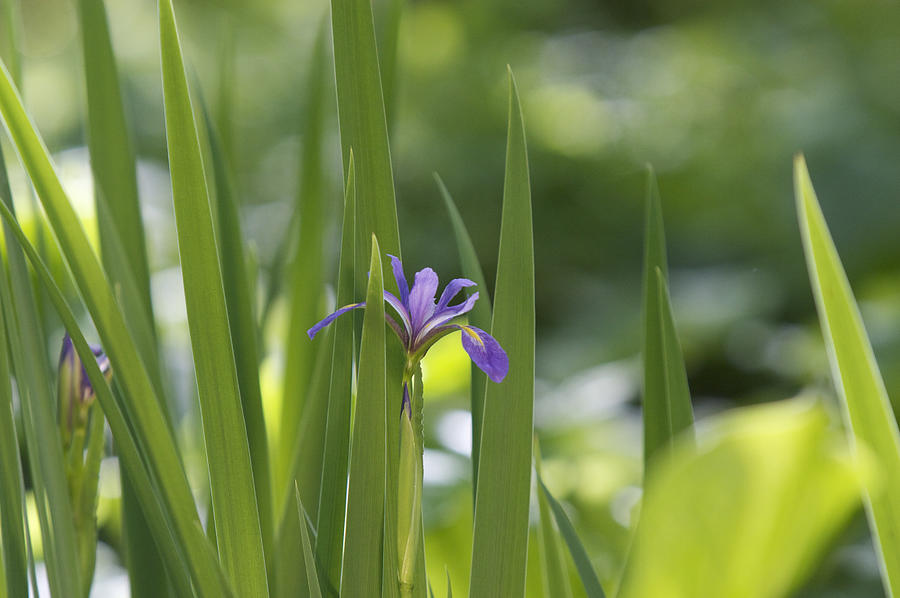 Blue Flag Iris Photograph by Jack R Perry