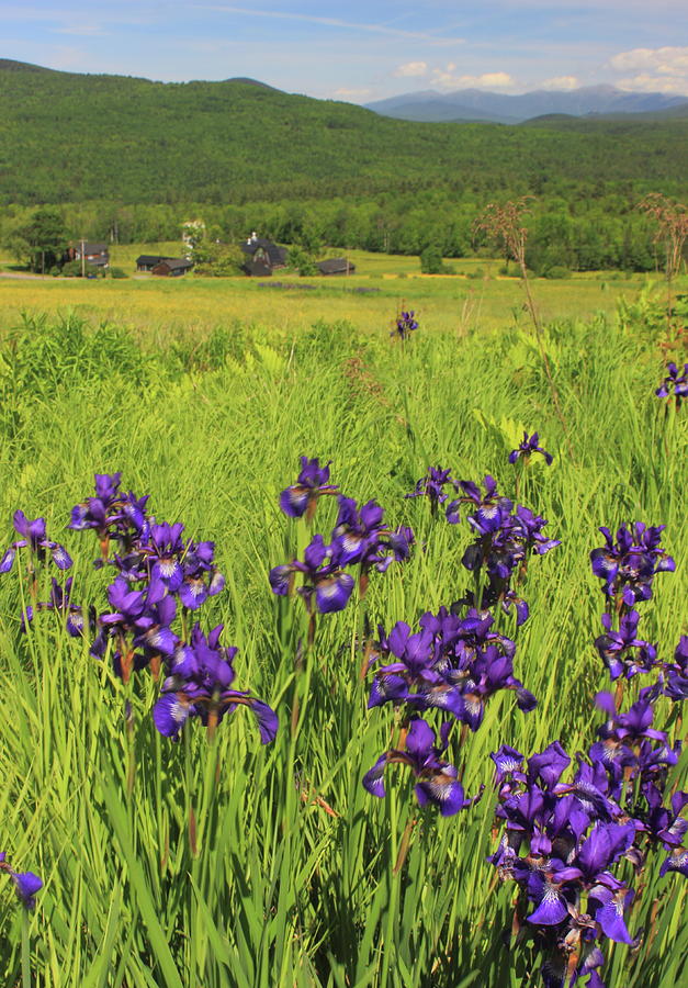 Blue Flag Iris on Country Road Photograph by John Burk