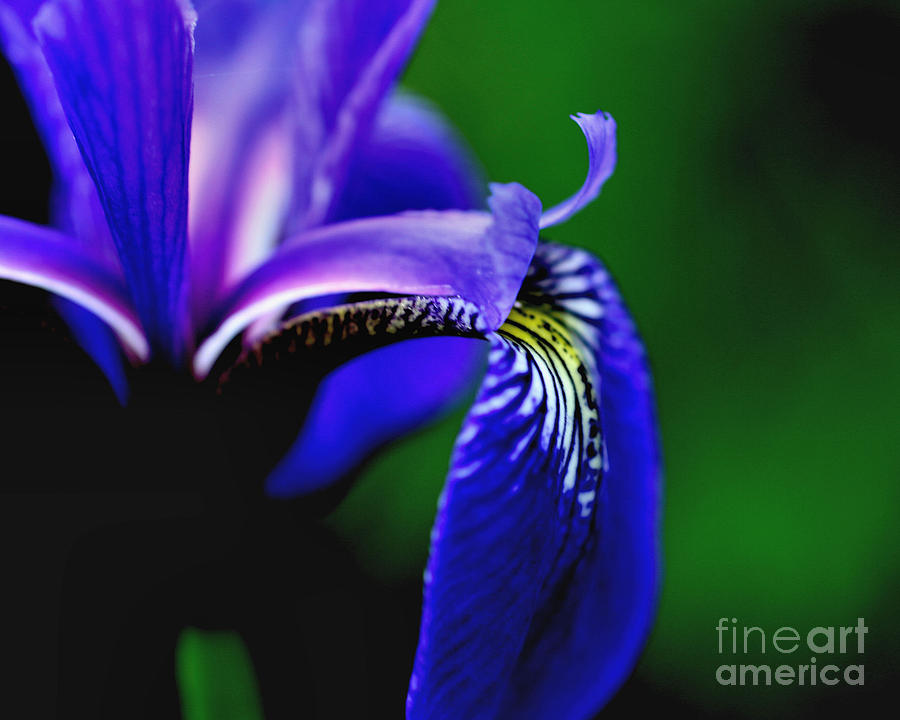 Blue Flag Iris Photograph by Smilin Eyes Treasures