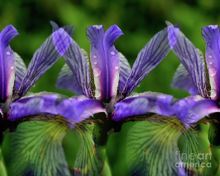 Iris Photograph - Blue Flag Irises by Smilin Eyes Treasures