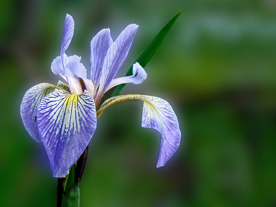Blue Flag Wildflower - Iris versicolor Photograph by Carol Senske