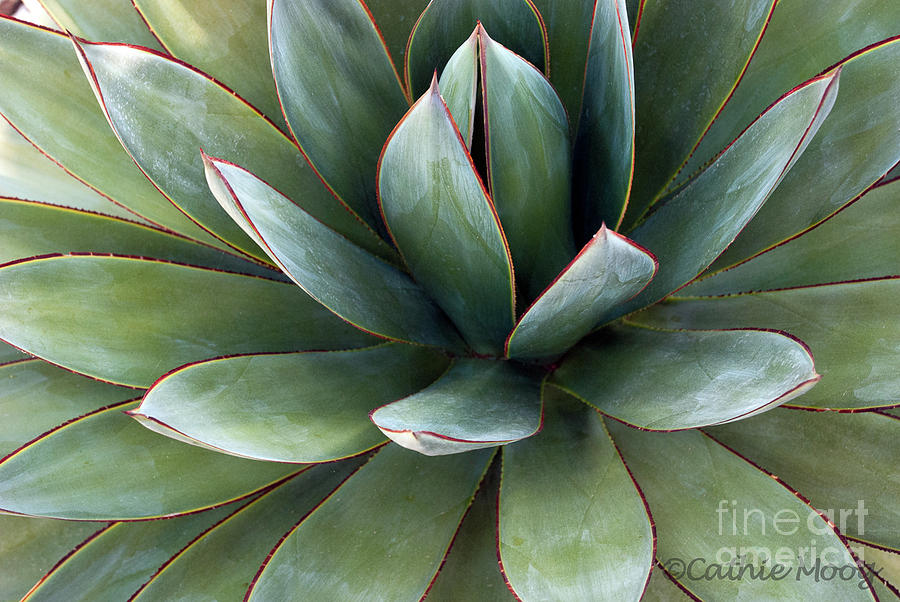 Nature Photograph - Blue Flame Agave by Cathie Moog