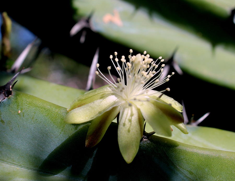 Blue Flame cactus flower Photograph by M Diane Bonaparte