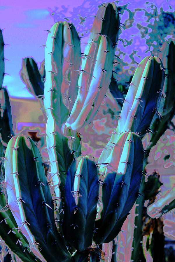 Blue Flame Cactus Moonglow Photograph by M Diane Bonaparte