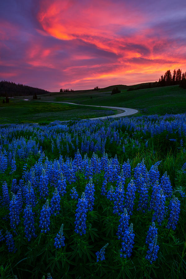 Flower Photograph - Blue Flame by Dustin LeFevre