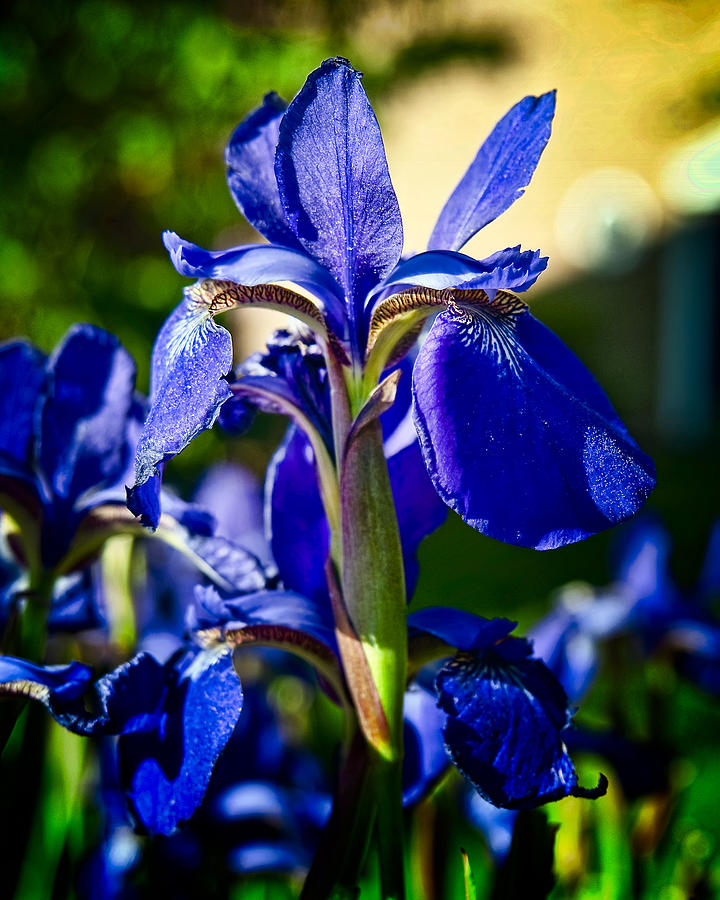 Blue Flame Iris Photograph by Michael Putnam