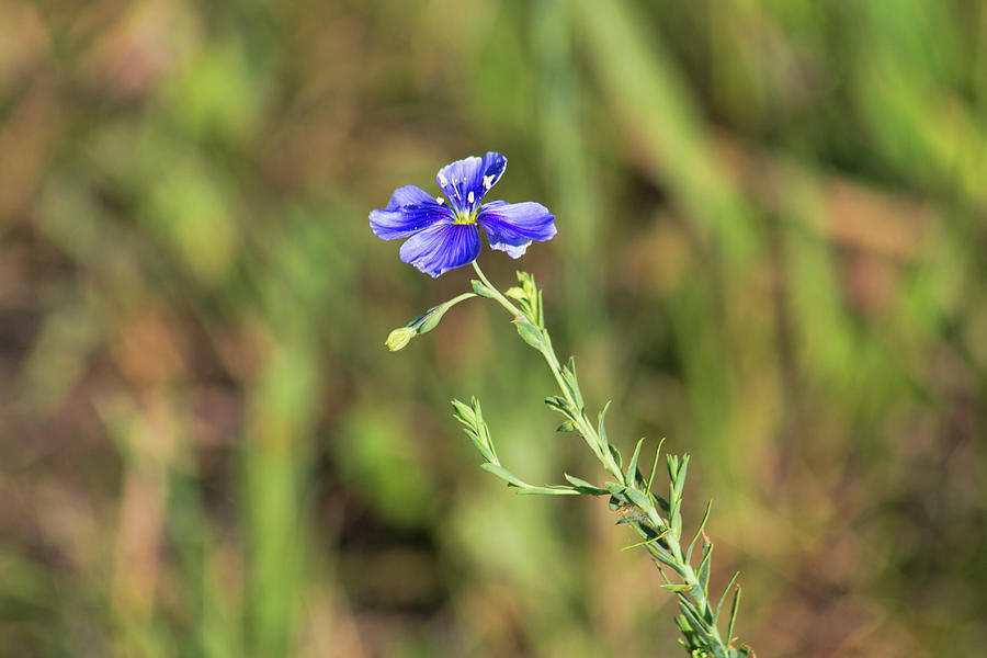 Blue Flax Blossom Photograph by Alana Thrower