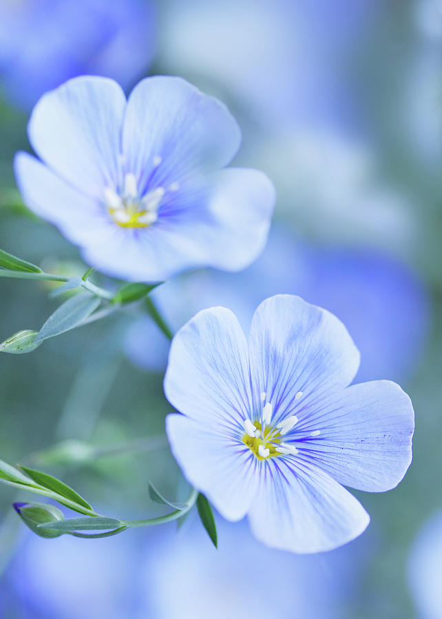 Blue Flax Flowers By Iuliia Malivanchuk Photograph