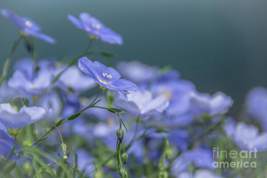 Blue Flax Flowers Photograph by Cheryl Baxter