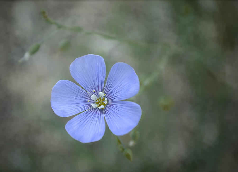 Blue Flax Photograph by Rick Mosher