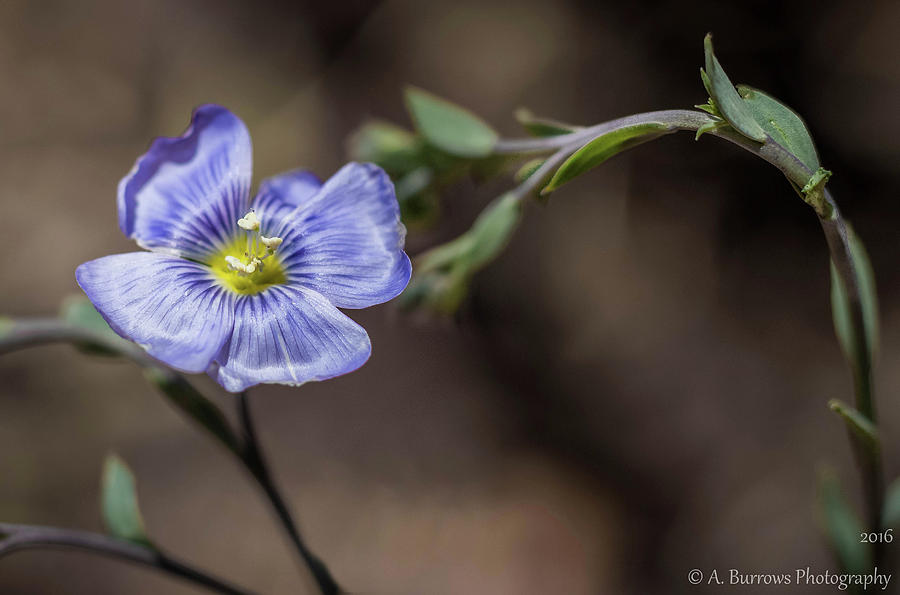 Blue Flax Stance Photograph by Aaron Burrows