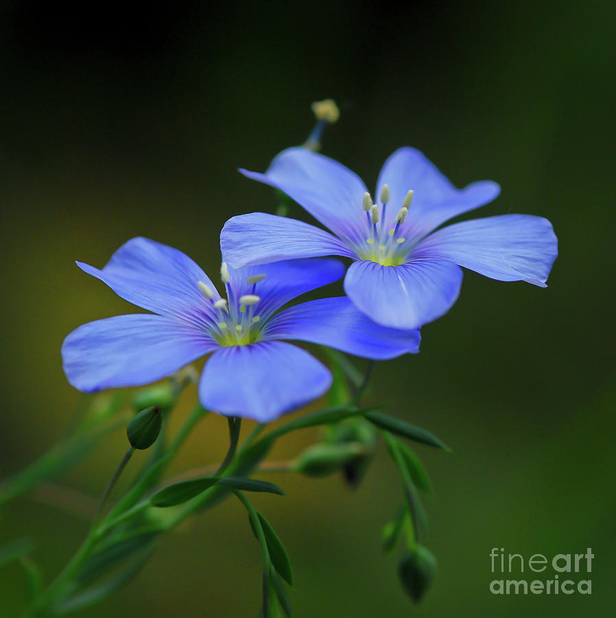 Blue Flax Wildflowers Photograph by Kerri Farley