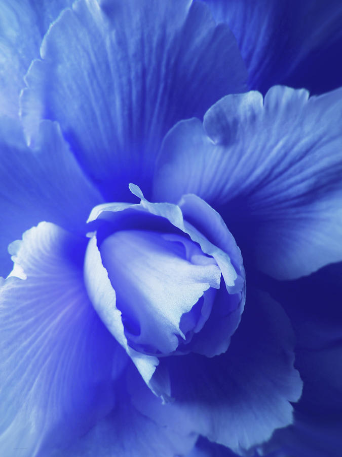Blue Floral Begonia Photograph by Jennie Marie Schell
