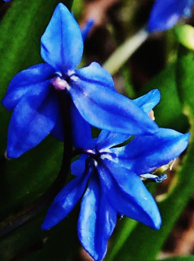Blue Floral Photograph by David Lane