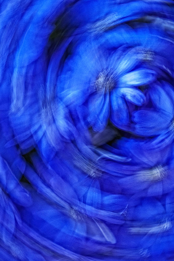 Blue Floral Swirl Photograph by Bob Coates