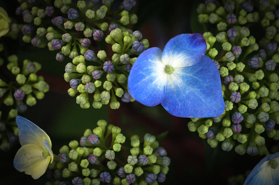Spring Photograph - Blue Flower by Catherine Lau