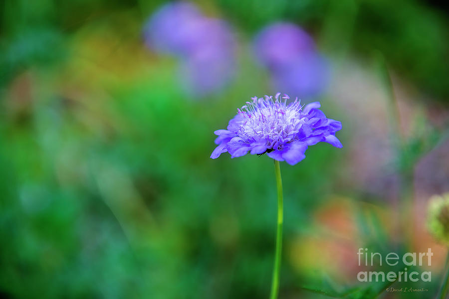 Blue Flower Photograph by David Arment