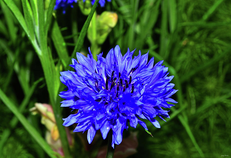 Blue Flower In A Field 004 Photograph by George Bostian