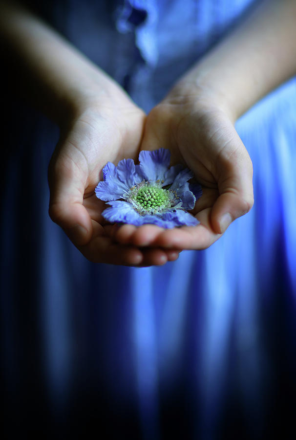 Blue flower in little girls hands Photograph by Maggie Mccall
