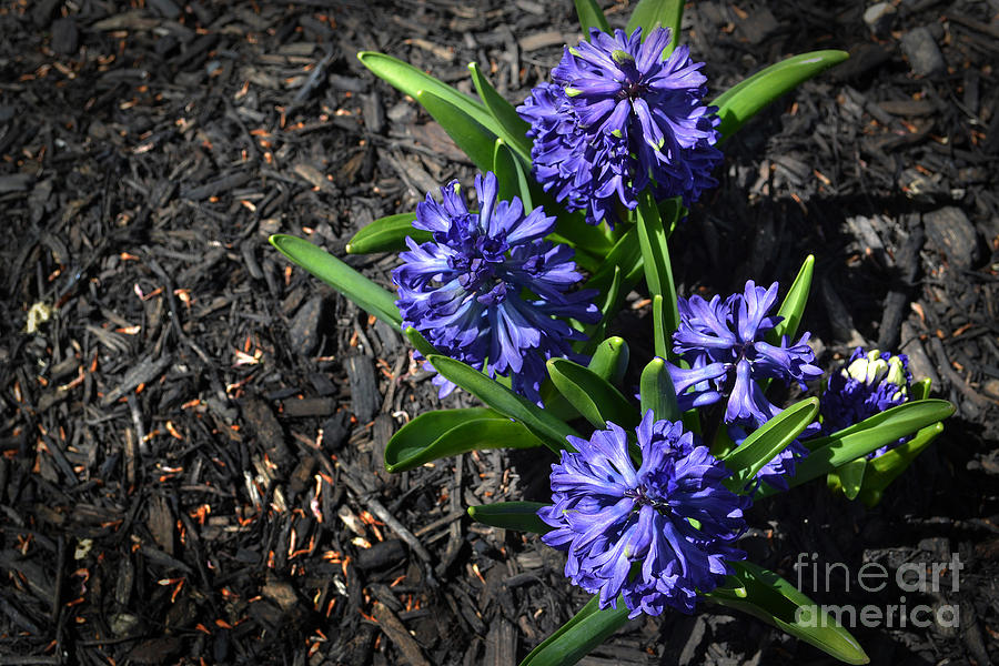 Blue Flower in Spring Garden Photograph by Amy Lucid