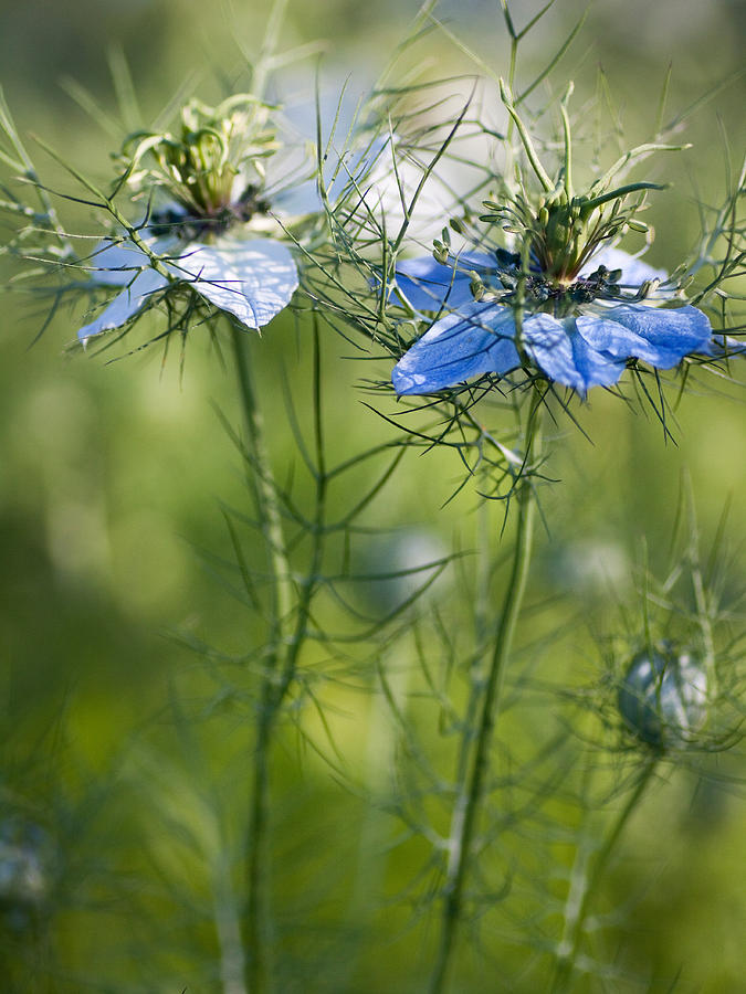 Flower Photograph - Blue flower in sunlight by Lise-Lotte Larsson