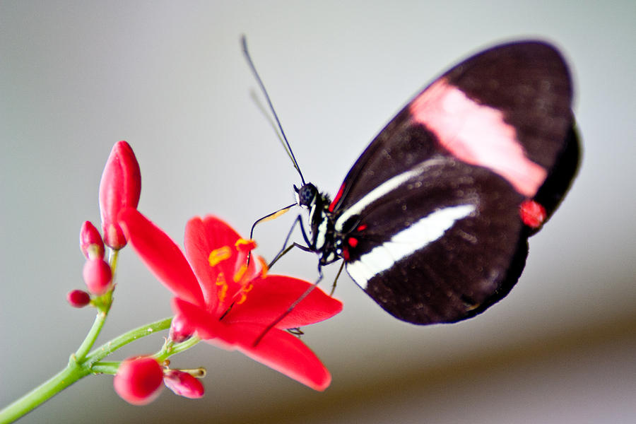 Up Movie Photograph - Butterfly on Red Flower by Jacob Brewer