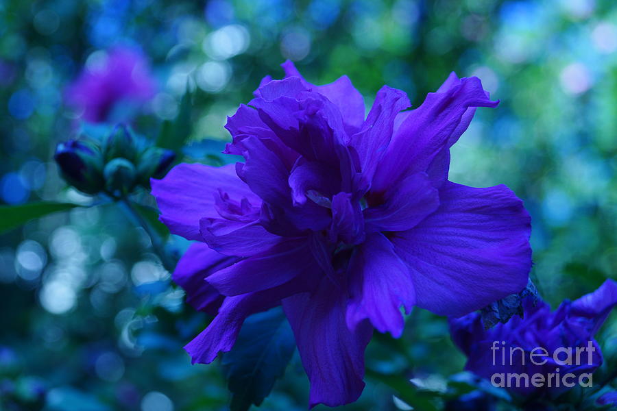 Flower Photograph - Blue Flower by Jeffery L Bowers