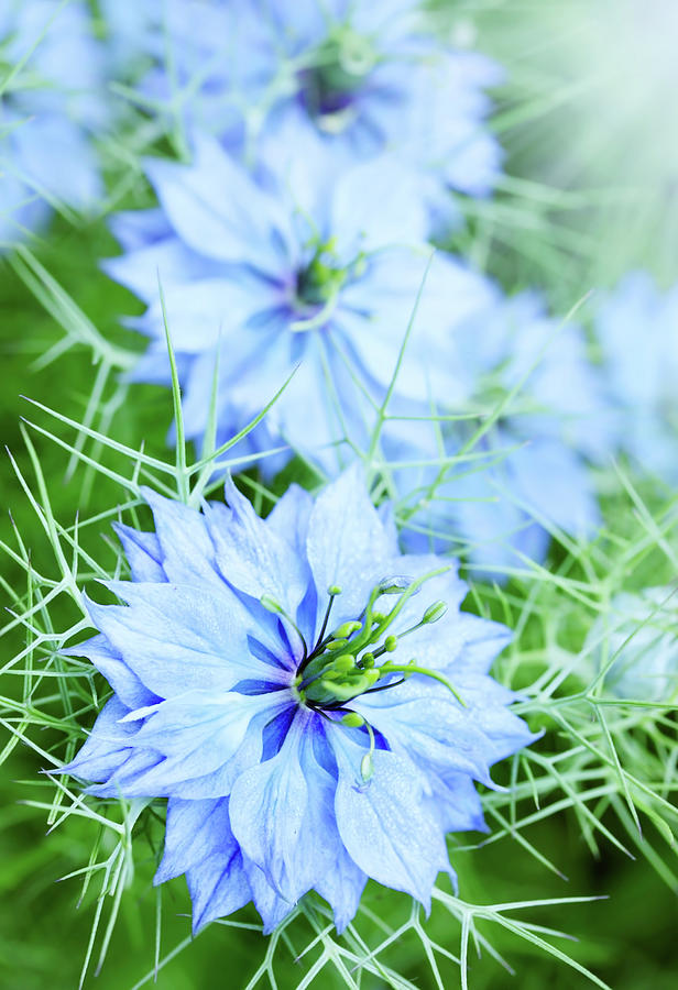 blue flower knapweed by Iuliia Malivanchuk Photograph