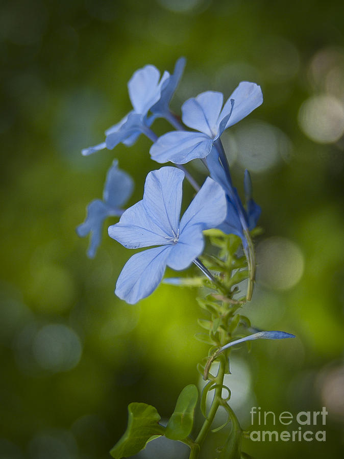 Blue Flower Photograph by Laurie Hasan