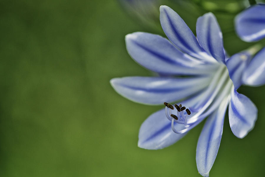 Onion Photograph - Blue Flower by Nailia Schwarz