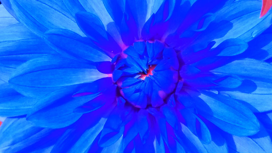Blue flower Photograph by Nilu Mishra