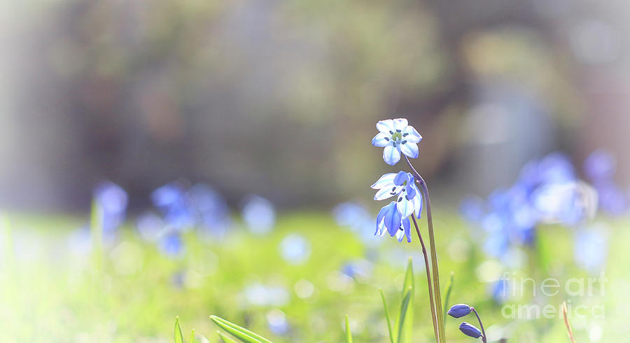 Spring Photograph - Blue Flower of Scilla by Charline Xia