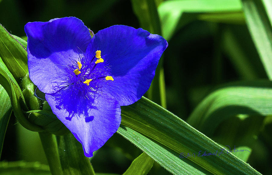 Blue Flower of Summer Photograph by Ed Peterson
