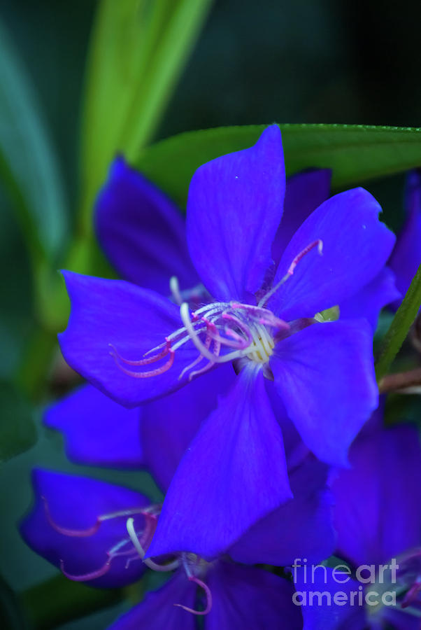 Blue Flower Photograph by Pamela Williams
