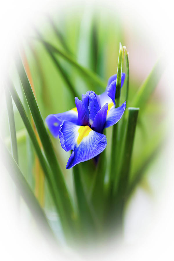 Blue Flower Photograph by Roger Lighterness