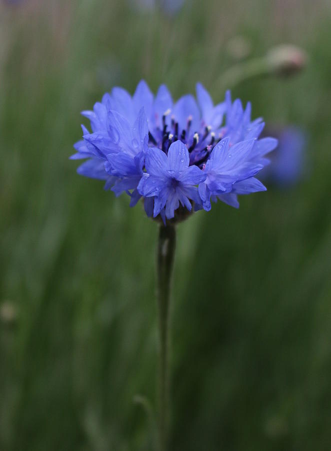 Blue Flower Photograph by Rose Benson