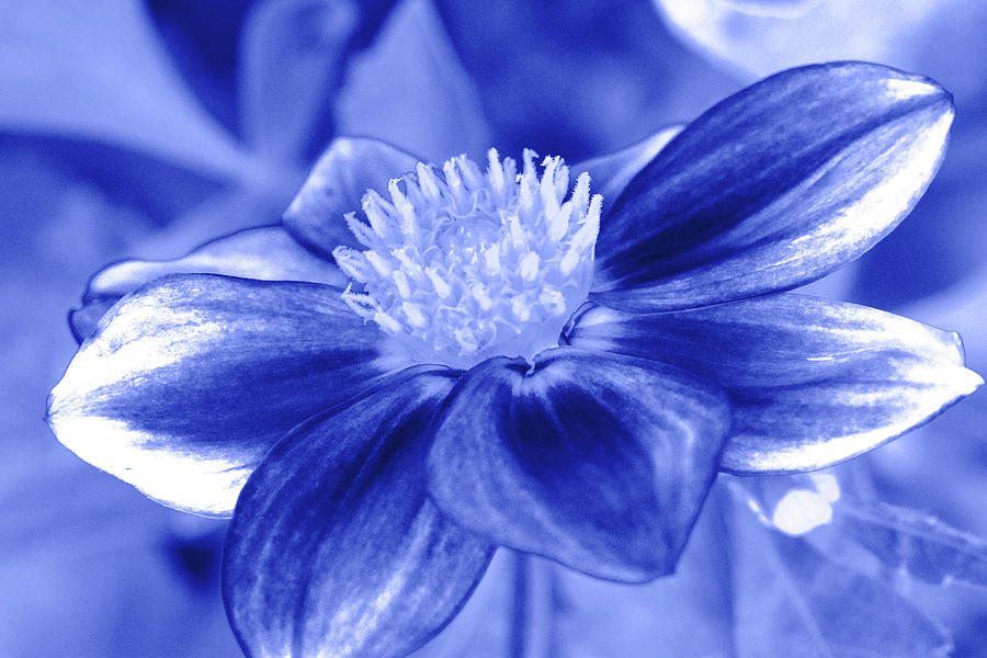 Blue Flower Photograph by Sean Davey