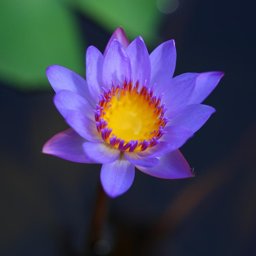 Blue Flower Photograph By Suriya Bua-in 