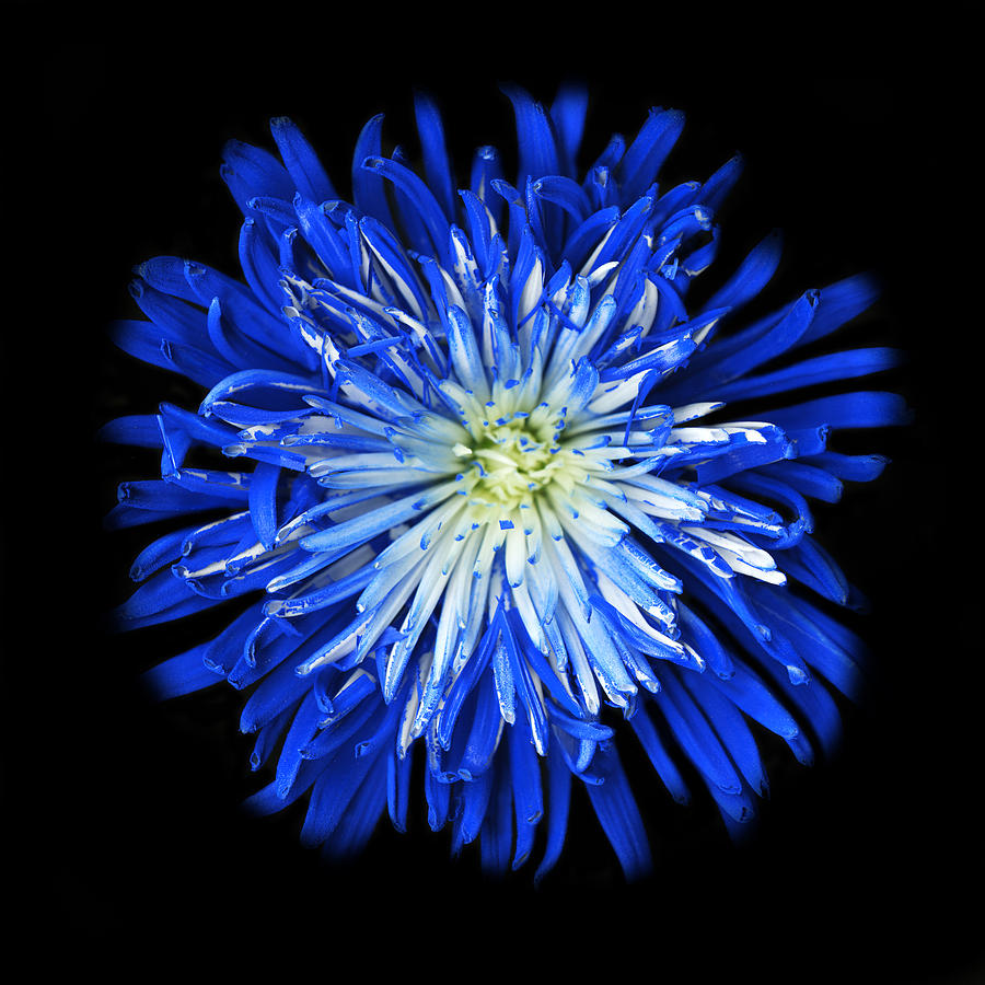 Blue Flower Photograph by Susanna Shaposhnikova - Fine Art America