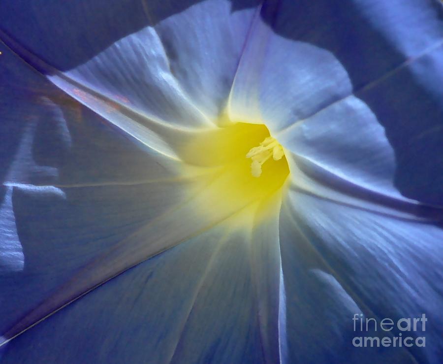 Blue Flower Photograph by Sylvie Leandre