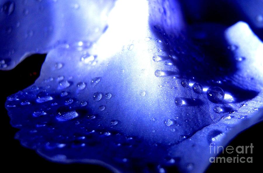 Blue Flower Water Drops Photograph By Surendra Silva