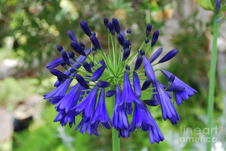 Blue Flowering Allium Plant Photograph by DejaVu Designs