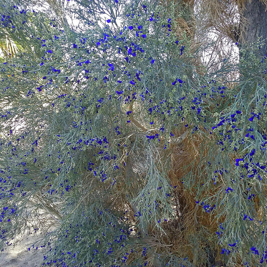 Blue Flowering Smoke Tree Photograph by Jay Milo