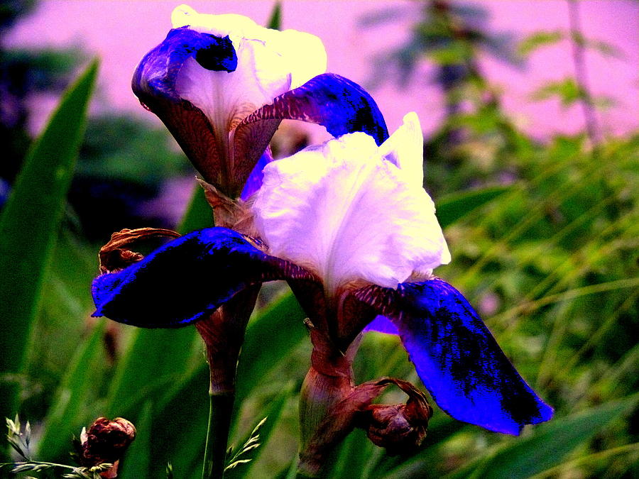 Blue flowers Photograph by Aron Chervin