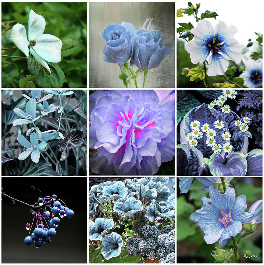 Blue Photograph - Blue Flowers All by Bill Linn Blue Photograph - Blue Flowers All by Bill Linn