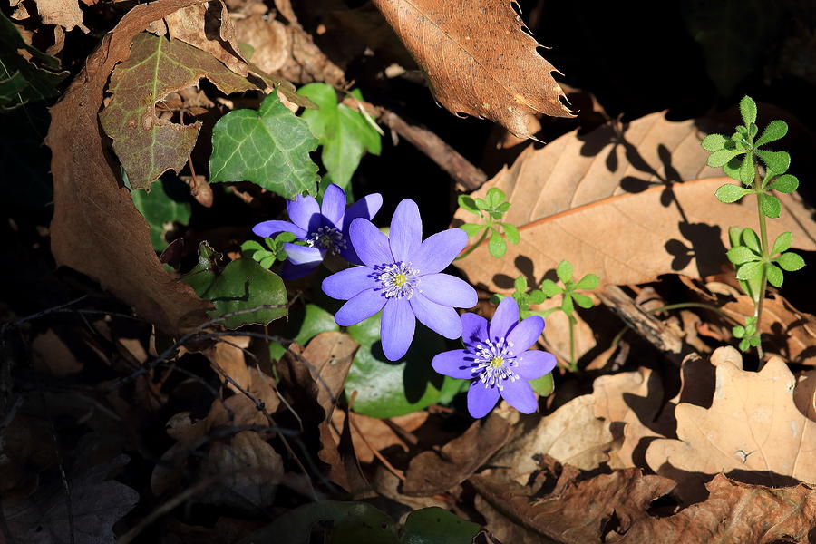 Flower Photograph - Blue flowers among the leaves by Samantha Mattiello