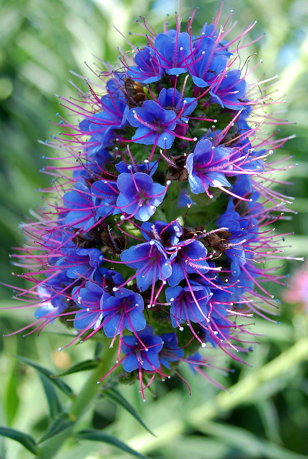Blue Flowers Photograph