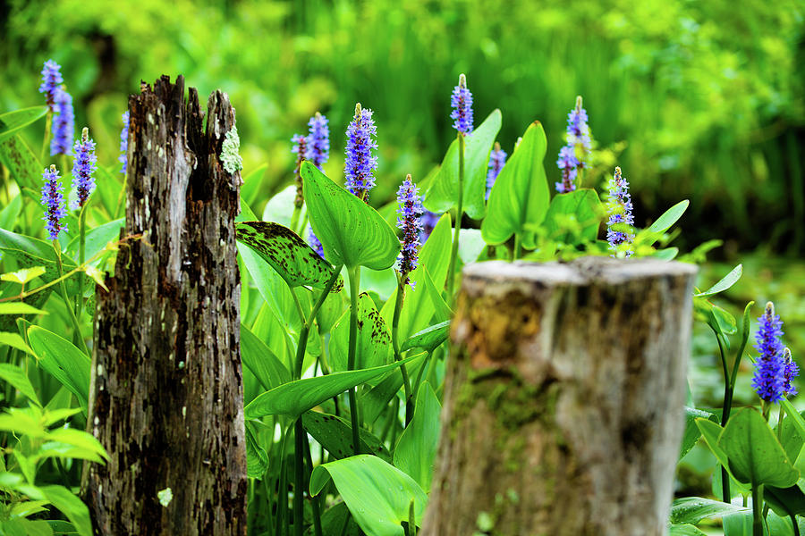 Blue Flowers and Artistic Logs Photograph by Dennis Dame