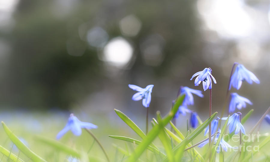 Spring Photograph - Blue Flowers and Sunlight by Charline Xia