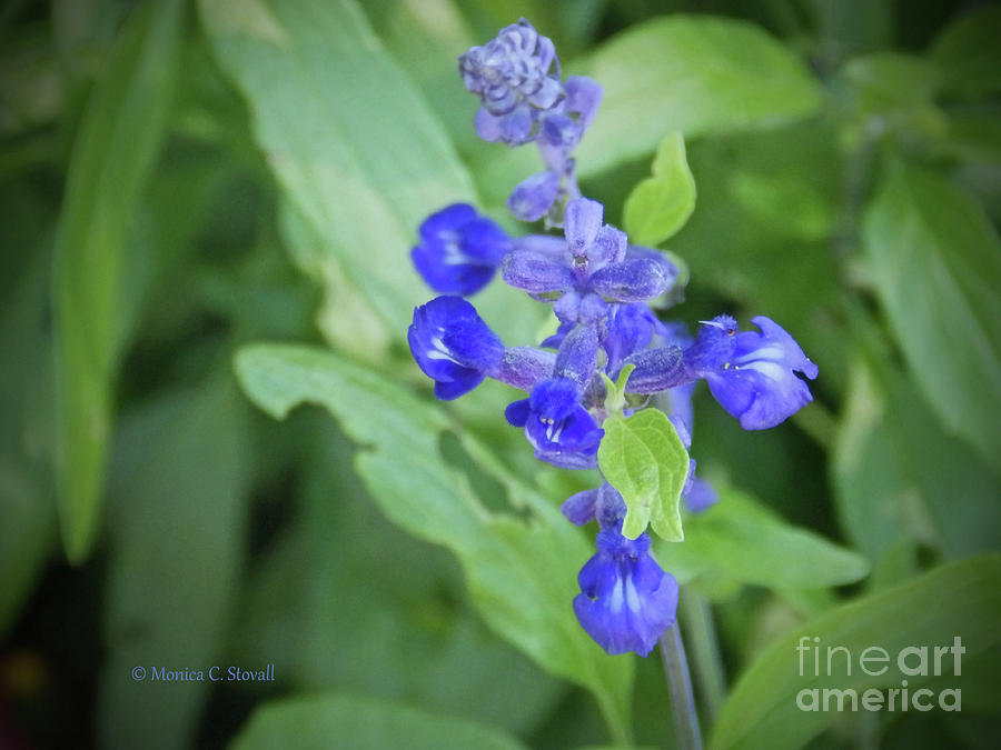 Blue Flowers B7 Photograph by Monica C Stovall